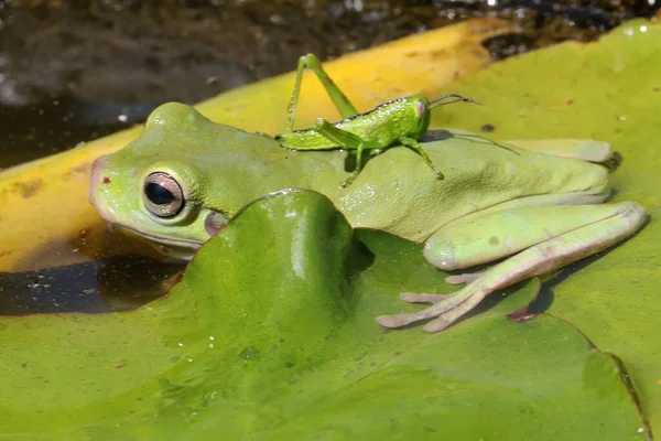 Ένας Μουντός Βάτραχος Litoria Caerulea Ψάχνει Για Λεία Στους Θάμνους — Φωτογραφία Αρχείου