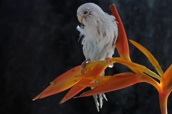 Een Parkiet Melopsittacus Undulatus Rustend Een Struik — Stockfoto