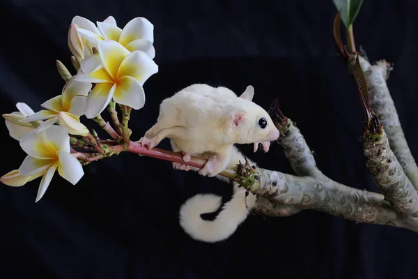 Peluncur Gula Leukistik Sedang Mencari Makanan Marsupial Ini Makan Buah — Stok Foto