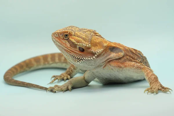 Bearded Dragon Pogona Showing Aggressive Behavior — Stock Photo, Image