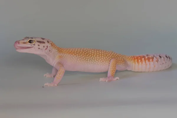 Leopardo Gecko Eublepharis Macularius Está Posando Estilo Distinto — Fotografia de Stock