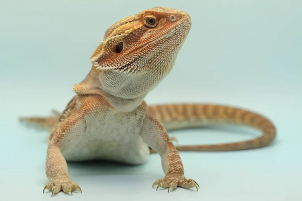 Sakallı bir ejderha (Pogona sp) saldırgan davranışlar sergiliyor.