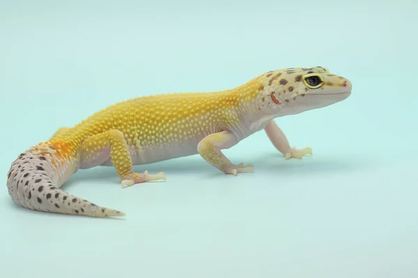 Leopard Gecko Eublepharis Macularius Poserar Distinkt Stil — Stockfoto