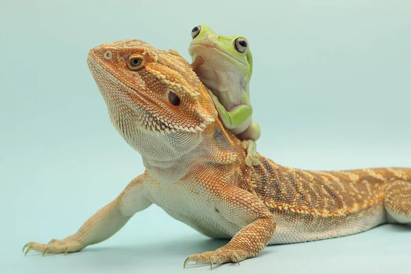 Una Rana Volcada Litoria Caerulea Está Encaramada Cuello Dragón Barbudo — Foto de Stock