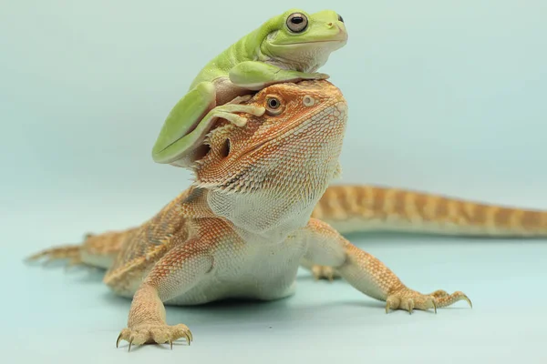 Tombul bir kurbağa (Litoria caerulea) sakallı bir ejderhanın boynuna tünemiştir.. 