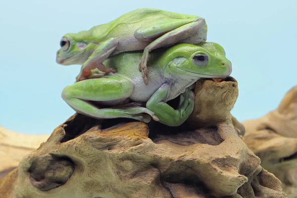 Dvě Zavalité Žáby Litoria Caerulea Odpočívají Suchém Kmeni — Stock fotografie