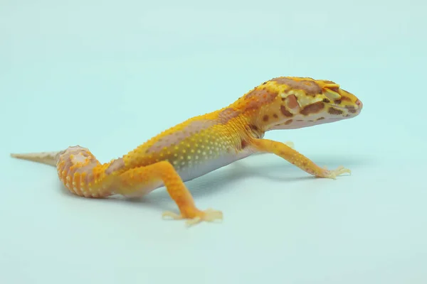 Een Luipaardgekko Eublepharis Macularius Poseert Een Onderscheidende Stijl — Stockfoto