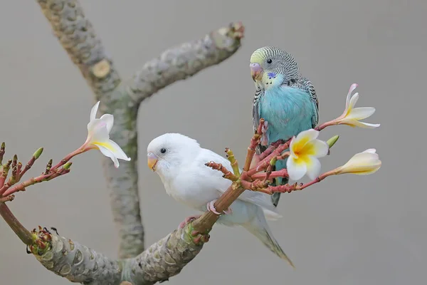 Deux Perruches Melopsittacus Undulatus Reposant Dans Buisson — Photo