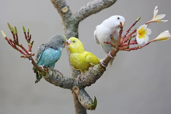 Trois Perruches Melopsittacus Undulatus Reposant Sur Tronc Frangipani — Photo