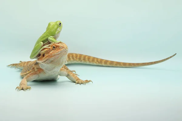 一只矮胖的青蛙 Litoria Caerulea 栖息在长胡子龙的颈部 — 图库照片