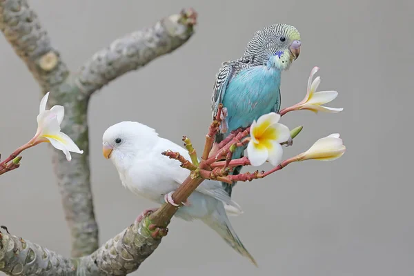 Deux Perruches Melopsittacus Undulatus Reposant Dans Buisson — Photo