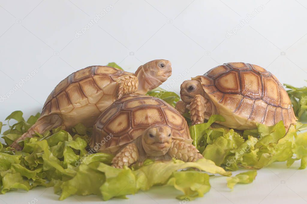 Three African spurred tortoises (Centrochelys sulcata) are eating their favorite vegetable,