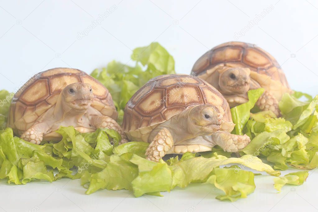 Three African spurred tortoises (Centrochelys sulcata) are eating their favorite vegetable