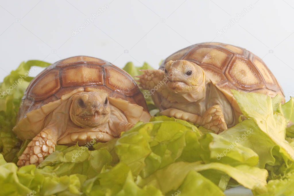 Two African spurred tortoises (Centrochelys sulcata) are eating their favorite vegetable