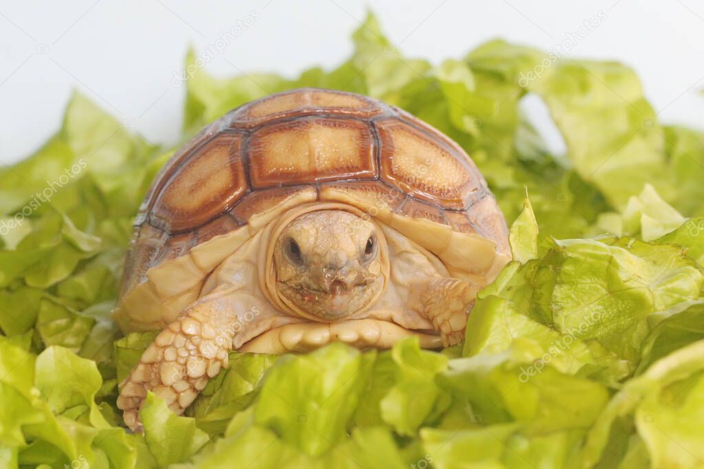 An African spurred tortoise (Centrochelys sulcata) is eating his favorite vegetable. 