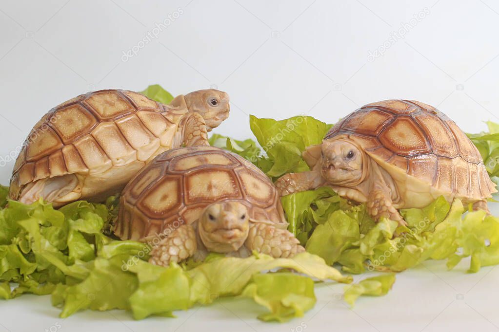 Three African spurred tortoises (Centrochelys sulcata) are eating their favorite vegetable