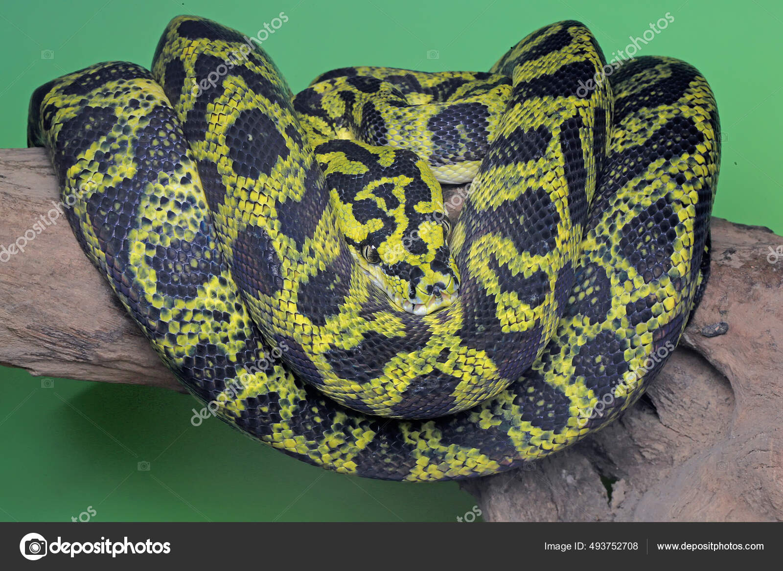 Carpet Python Snake Wrapping Its Body Log — Stock Photo ...