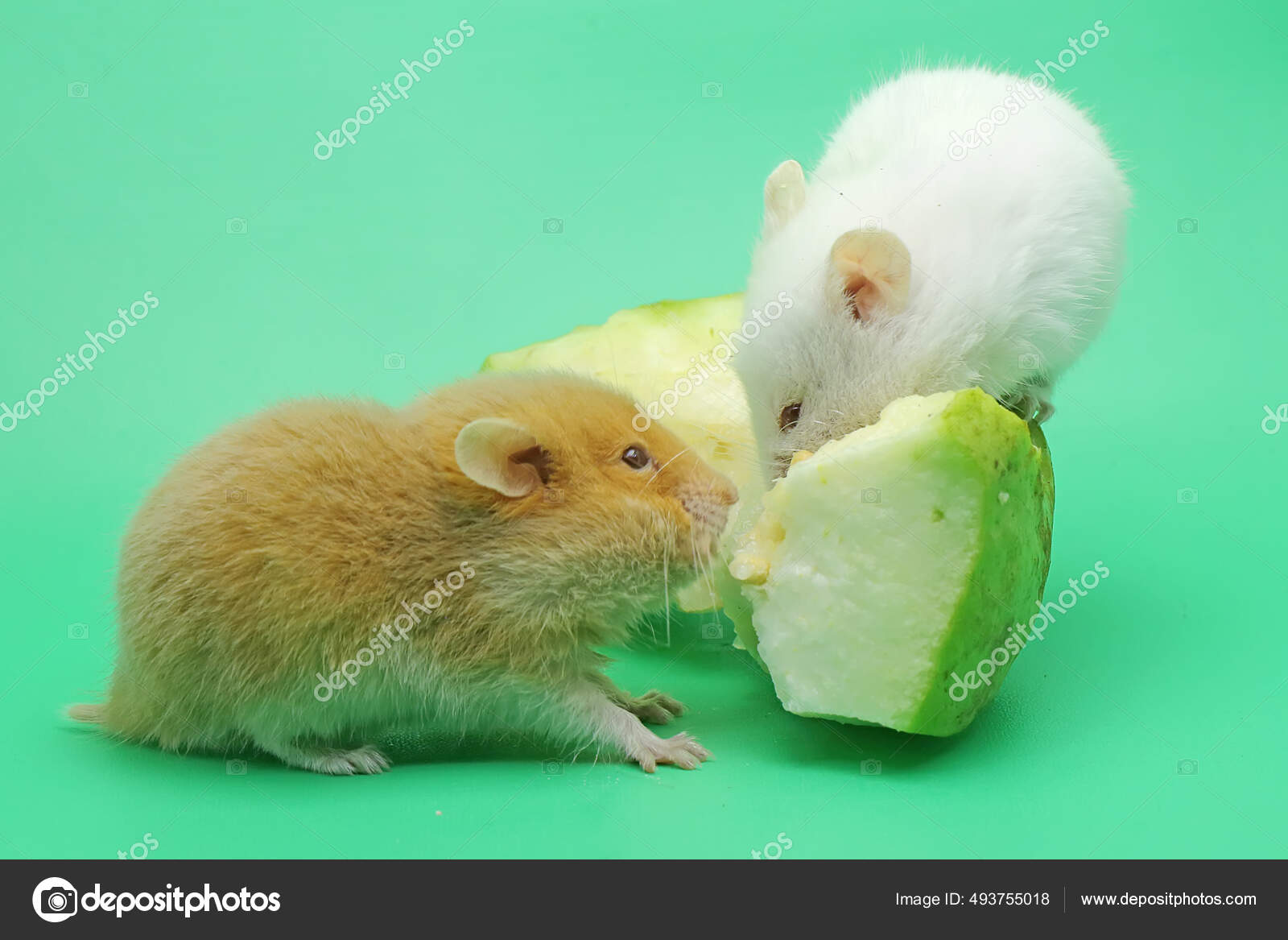 Syrian Hamster (Mesocricetus auratus)