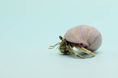 A hermit crab (Paguroidea sp) is walking slowly on the shell of a large dead hermit crab. 