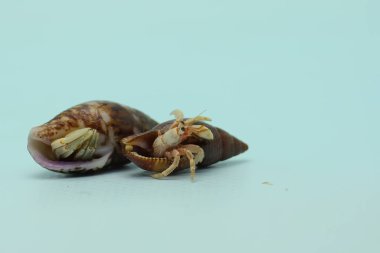 Two hermit crabs (Paguroidea sp) are walking slowly around the shell of a large dead hermit crab. 