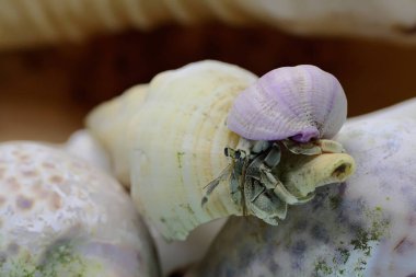 A hermit crab (Paguroidea sp) is walking slowly on the shell of a large dead hermit crab. 