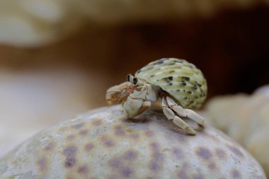 A hermit crab (Paguroidea sp) is walking slowly on the shell of a large dead hermit crab. 