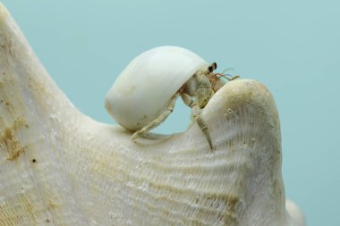 A hermit crab (Paguroidea sp) is walking slowly on the shell of a large dead hermit crab. 