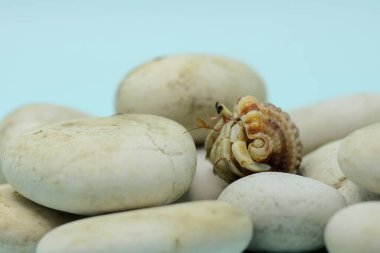 A hermit crab (Paguroidea sp) is walking slowly on the shell of a large dead hermit crab. 