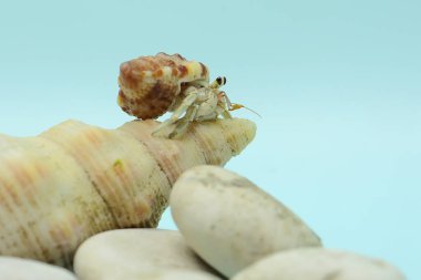 A hermit crab (Paguroidea sp) is walking slowly on the shell of a large dead hermit crab. 