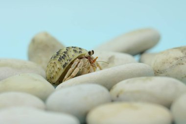 A hermit crab (Paguroidea sp) is walking slowly on the shell of a large dead hermit crab. 