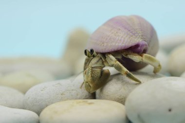 A hermit crab (Paguroidea sp) is walking slowly on the shell of a large dead hermit crab. 