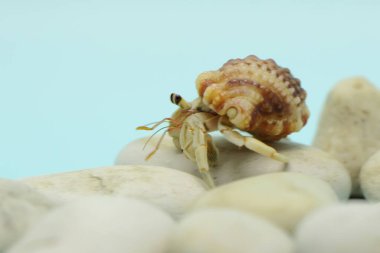 A hermit crab (Paguroidea sp) is walking slowly on the shell of a large dead hermit crab. 
