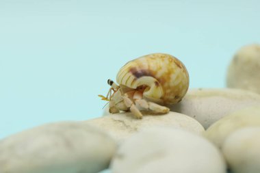A hermit crab (Paguroidea sp) is walking slowly on the shell of a large dead hermit crab. 