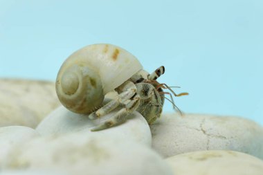 A hermit crab (Paguroidea sp) is walking slowly on the shell of a large dead hermit crab. 
