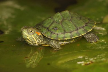 Kırmızı kulaklı sürgülü kaplumbağa günlük aktivitelerine başlamadan önce güneşleniyor. Bu sürüngenin bilimsel adı Trachemys scripta elegans.