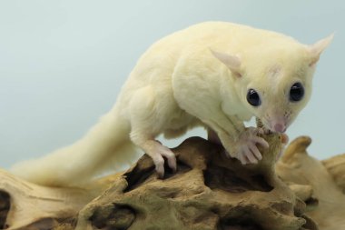 Löstik bir planör yiyecek arıyor. Bu keseli hayvanlar meyve ve küçük böcekler yerler.. 