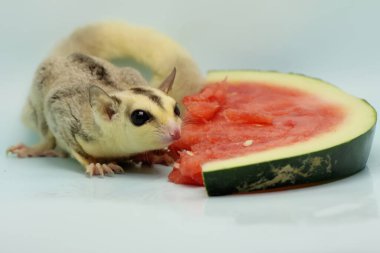 Bir mozaik şeker planörü yiyecek arıyor. Bu keseli hayvanlar meyve ve küçük böcekler yerler.. 