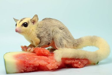 Bir mozaik şeker planörü yiyecek arıyor. Bu keseli hayvanlar meyve ve küçük böcekler yerler.. 