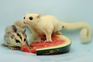 İki şeker planörü karpuz yiyor. Bu keseli hayvanlar meyve ve küçük böcekler yerler.. 