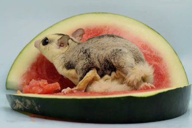 Bir mozaik şeker planörü yiyecek arıyor. Bu keseli hayvanlar meyve ve küçük böcekler yerler.. 