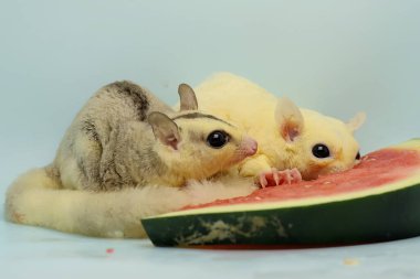 İki şeker planörü karpuz yiyor. Bu keseli hayvanlar meyve ve küçük böcekler yerler.. 