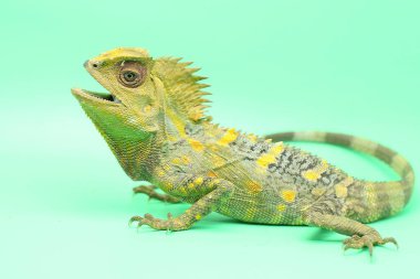 İlk ejderhanın (Gonocephalus chamaeleontinus) kendi bölgesine giren davetsiz hayvanlara saldırmaya hazır vücut hareketi..