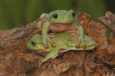 İki tombul kurbağa (Litoria caerulea) kuru kütüklerin üzerinde dinleniyor.. 
