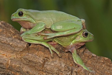 İki tombul kurbağa (Litoria caerulea) kuru kütüklerin üzerinde dinleniyor.. 