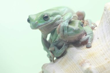 İki tıknaz kurbağa (Litoria caerulea) mercan resifinde dinleniyor..