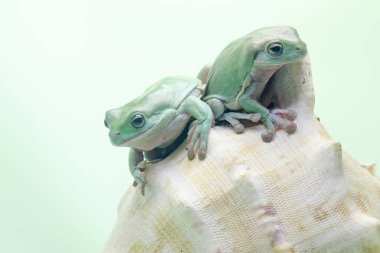 İki tıknaz kurbağa (Litoria caerulea) mercan resifinde dinleniyor..