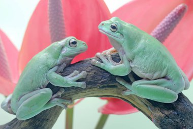 İki tombul kurbağa (Litoria caerulea) kuru kütüklerin üzerinde dinleniyor.. 