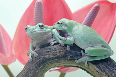 İki tombul kurbağa (Litoria caerulea) kuru kütüklerin üzerinde dinleniyor.. 