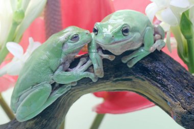 İki tombul kurbağa (Litoria caerulea) kuru kütüklerin üzerinde dinleniyor.. 