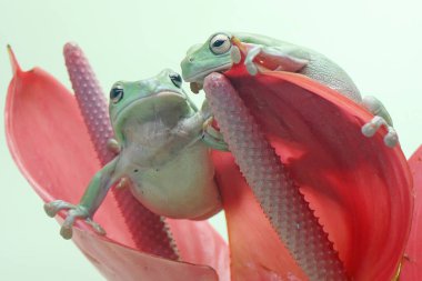 Pembe bir anthurium çiçeğinin üzerinde dinlenen iki tombul ağaç kurbağası. Bu yeşil amfibyumun bilimsel adı Litoria caerulea. 